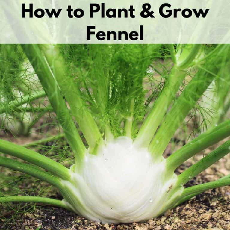 Text overlay "how to plant and grow fennel" at the top of an up close image of a bulb fennel plant growing in a garden