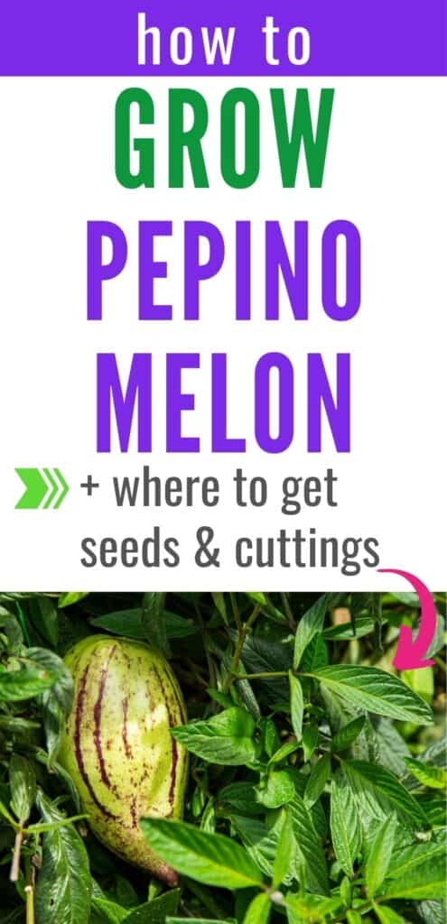 Text "how to grow pepino melon and where to get seeds & cuttings" above a picture of a growing pepino melon plant. The fruit is greenish yellow with purple stripes.