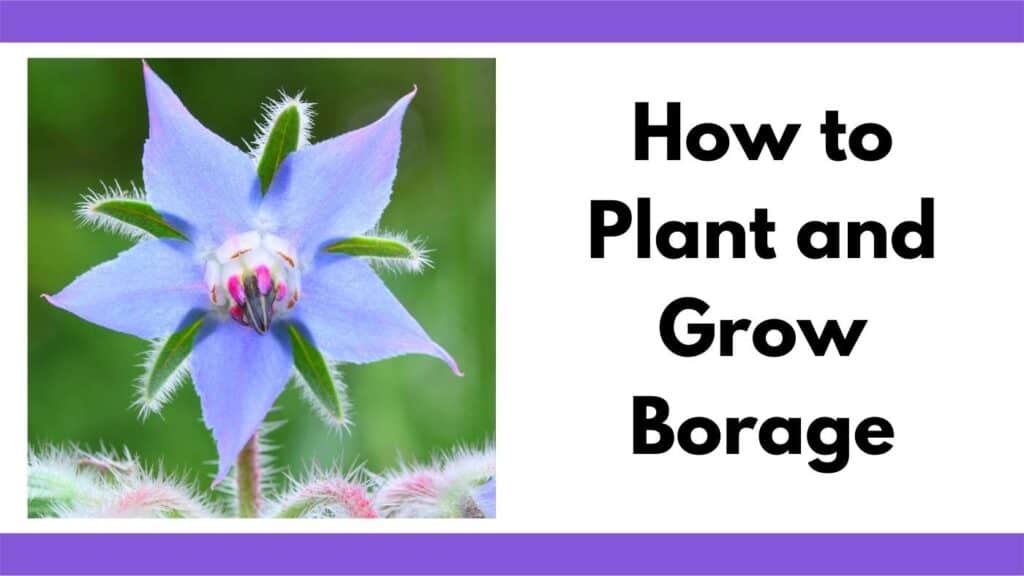 Text "how to plant and grow borage" next to a close up picture of a blue borage flower that is shaped like a star