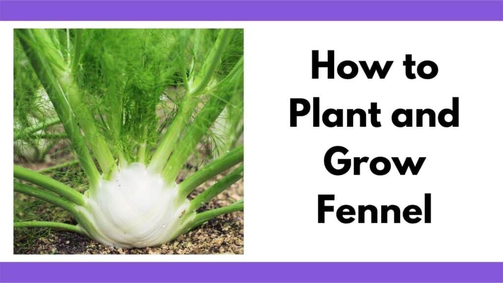 Text "How to plant and grow fennel" next to a close up image of a fennel bulb growing in a garden.