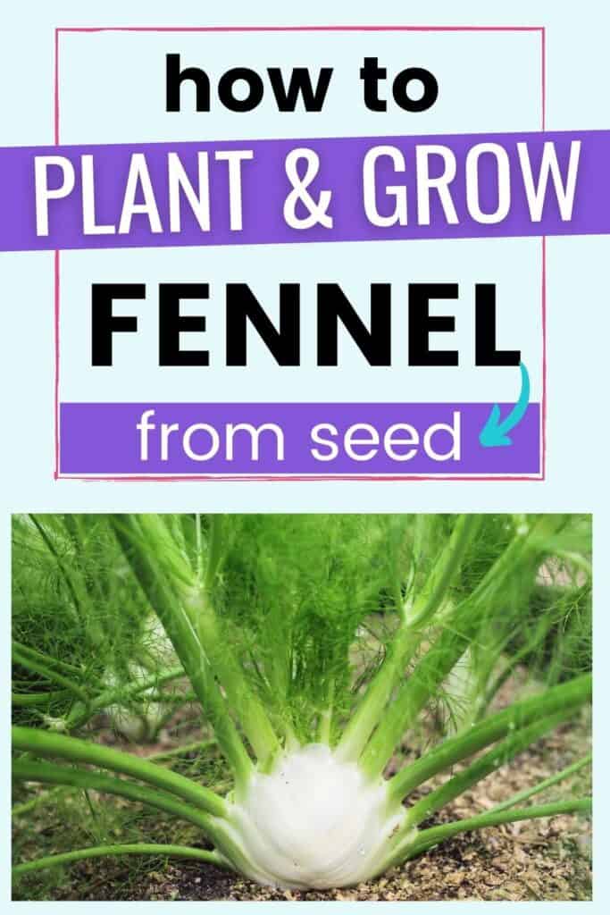 Text "how to plant and grow fennel from seed" above a close up photo of a bulb fennel plant growing in a garden