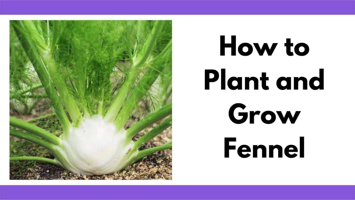 Growing Fennel How to Plant and Grow Fennel from Seed Together Time Family