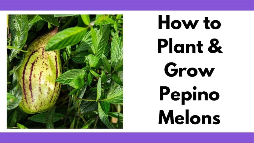 Text "How to plant and grow pepino melons" next to an image of a yellow and purple pepino melon on a vine.