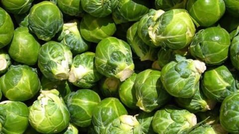 Image for Catskill Brussels Sprout Heirloom Seeds
