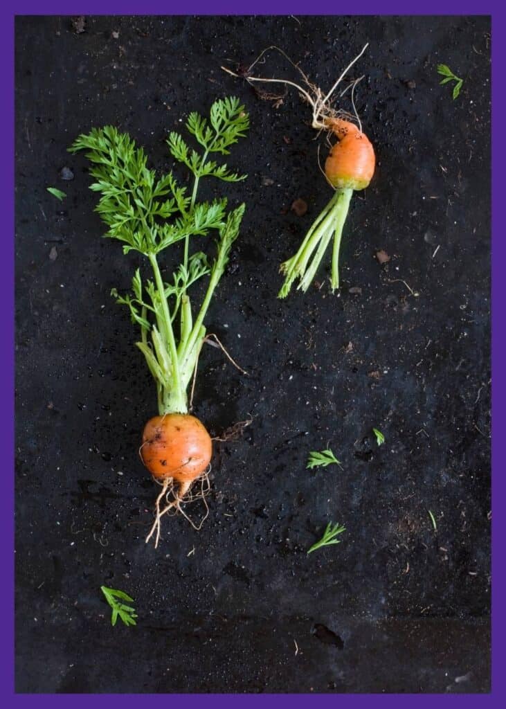 A top down view of two small, globe-shaped carrots on dark soil.