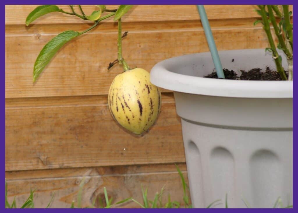 A close up of a ripe pepino melon. The plant is growing in a sand colored container. The fruit is yellow with purple stripes.