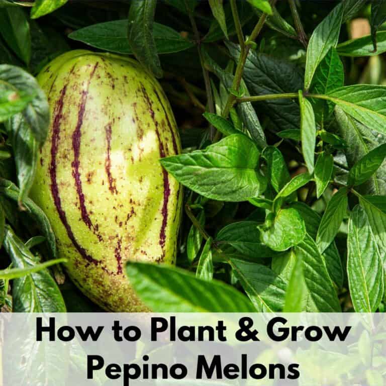 Text overlay "how to plant and grow pepino melons" over a ripe pepino melon growing on a plant.