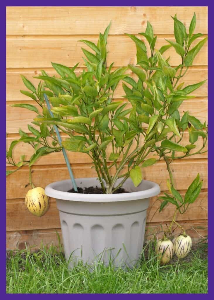 A pepino melon plant growing in a tan container. It is tied to a green fiberglass stake and has three ripe fruits with yellow flesh and purple stripes.