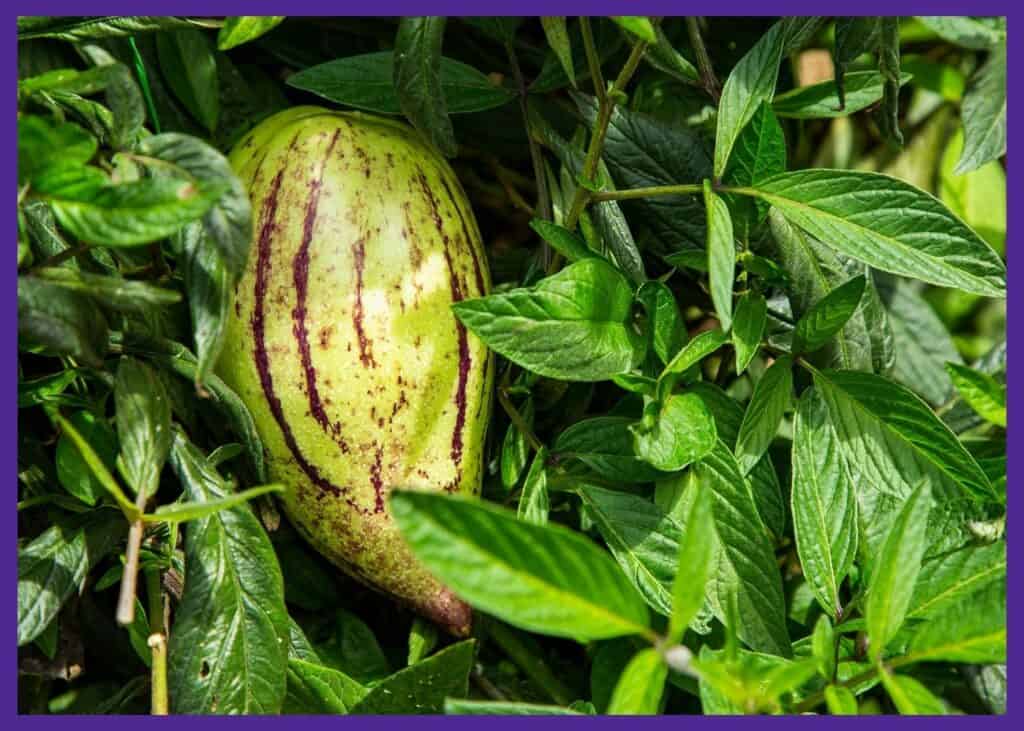 A mostly ripe pepino melon growing on a vine. The fruit is greenish yellow with purple stripes.