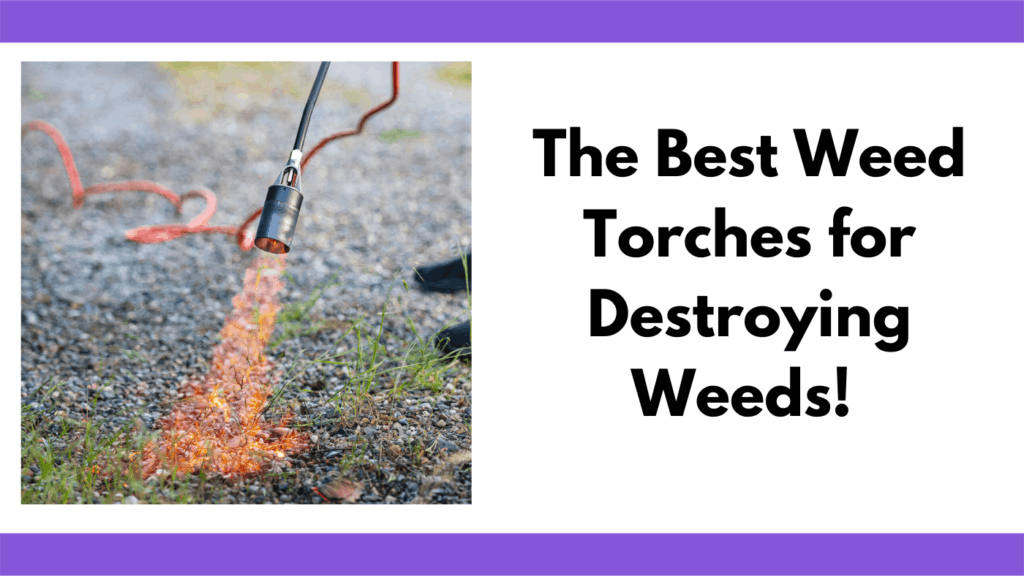 Text reads, "The best weed torches for destroying weeds" To the left of the text is a person holding a weed burner with a flame coming out of the shroud. The flame is burning some small grasses growing up from a gravel driveway. 