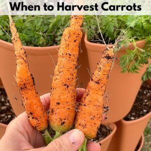 Text overlay "when to harvest carrots" over a hand holding three freshly picked carrots.