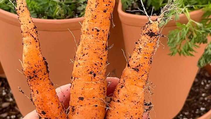 Text overlay "when to harvest carrots" over a hand holding three freshly picked carrots.
