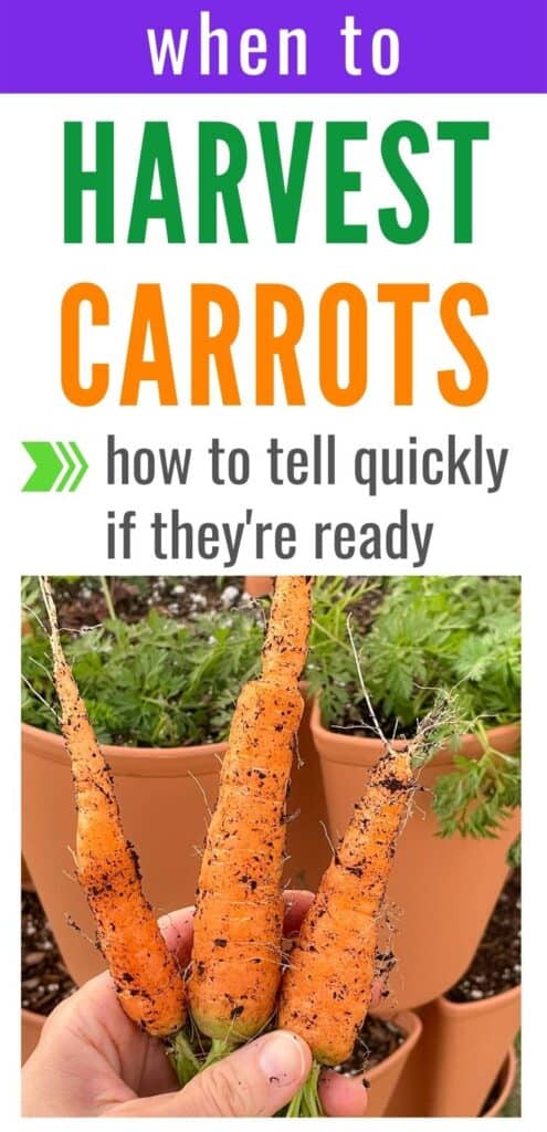 Text "when to harvest carrots - hot to tell quickly if they're ready" above an image of a hand holding three freshly harvested carrots.