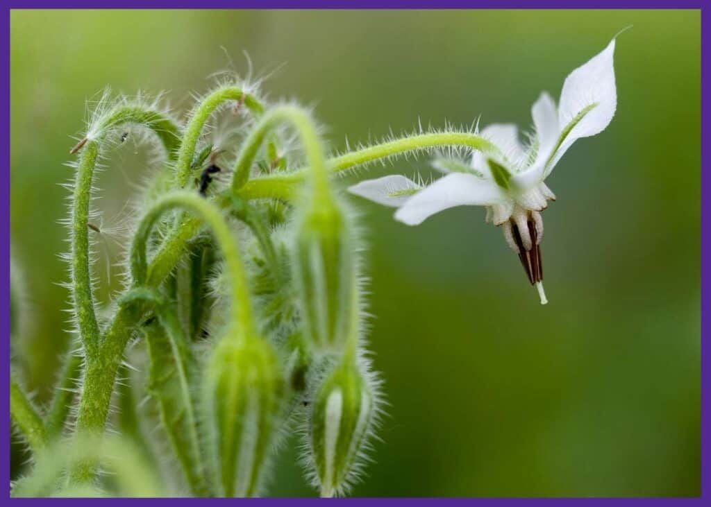 A close up of a blooming white borage flower. The flower is star shaped and the stems are covered in fine hairs.