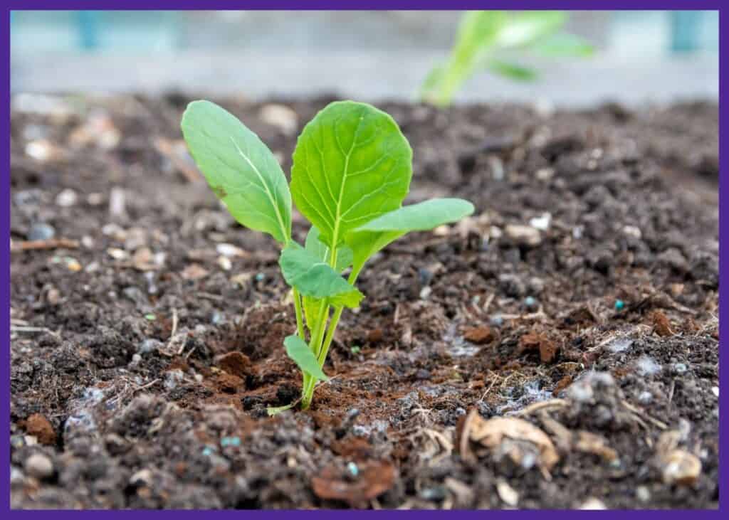 A young Brussels sprout seedling growing in the garden.