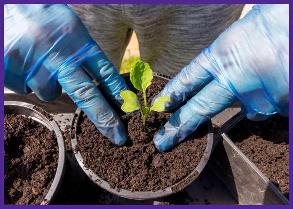 A person's hands in blue gloves transplanting a Brussels sprouts seedling into a 3" round pot.