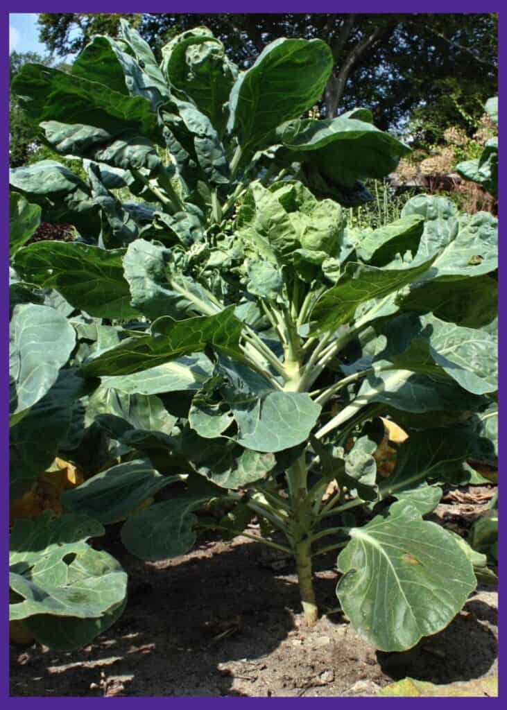 Two large Brussels sprouts plants growing in a garden. The sprouts haven't formed yet so the plants resemble tall, upright cabbages with large, flat leaves.