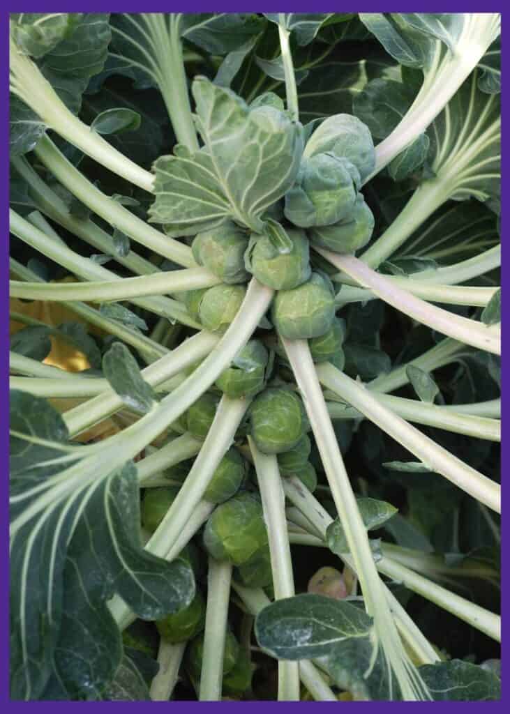 A close up image of a Brussels sprout plant with sprouts that are ready to pick.