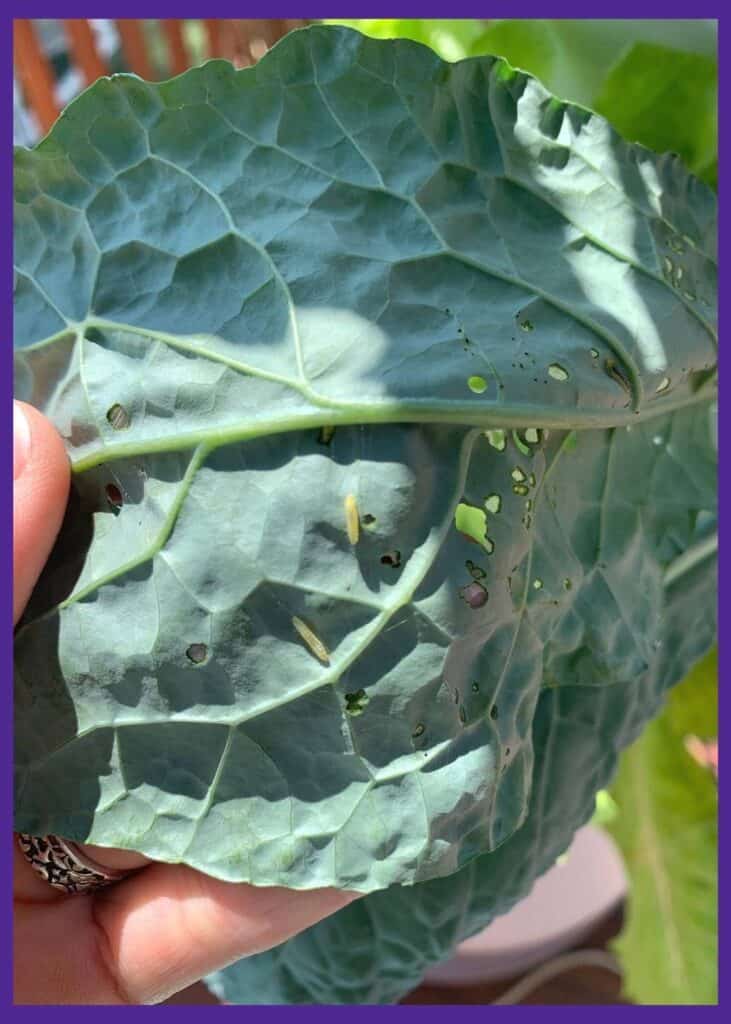 The underside of a kale leaf with holes in it. There are three small caterpillars visible on the leaf.