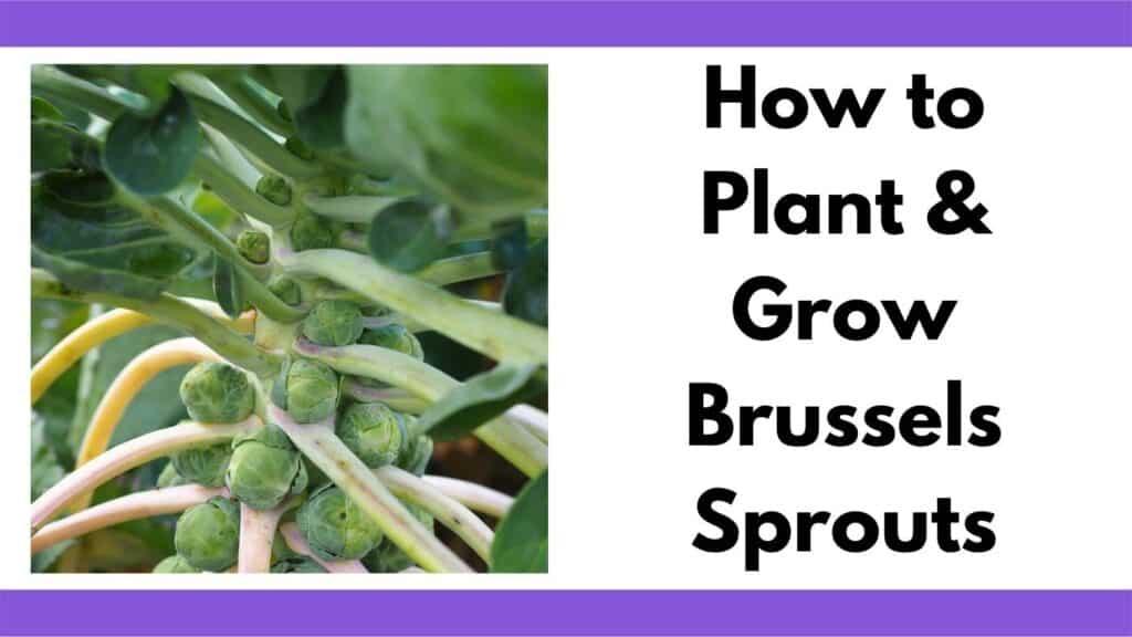 Text "How to plant and grow Brussels Sprouts" to the right of a close up image of Brussels sprouts growing on a stalk