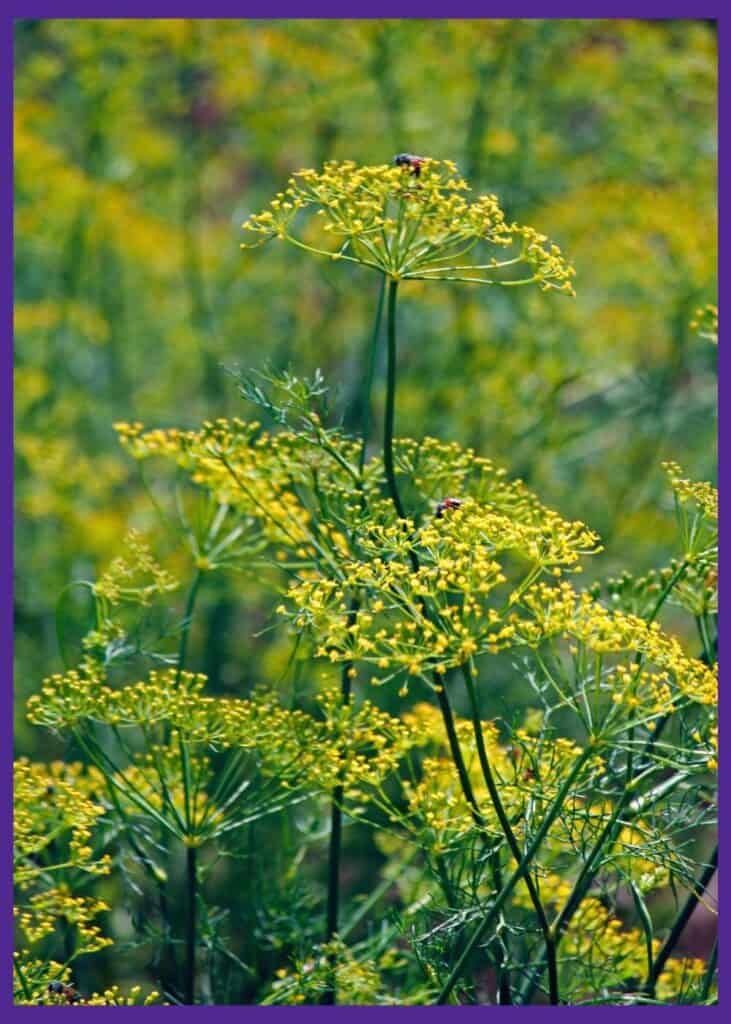 A close up image of many blossoming yellow fennel flowers