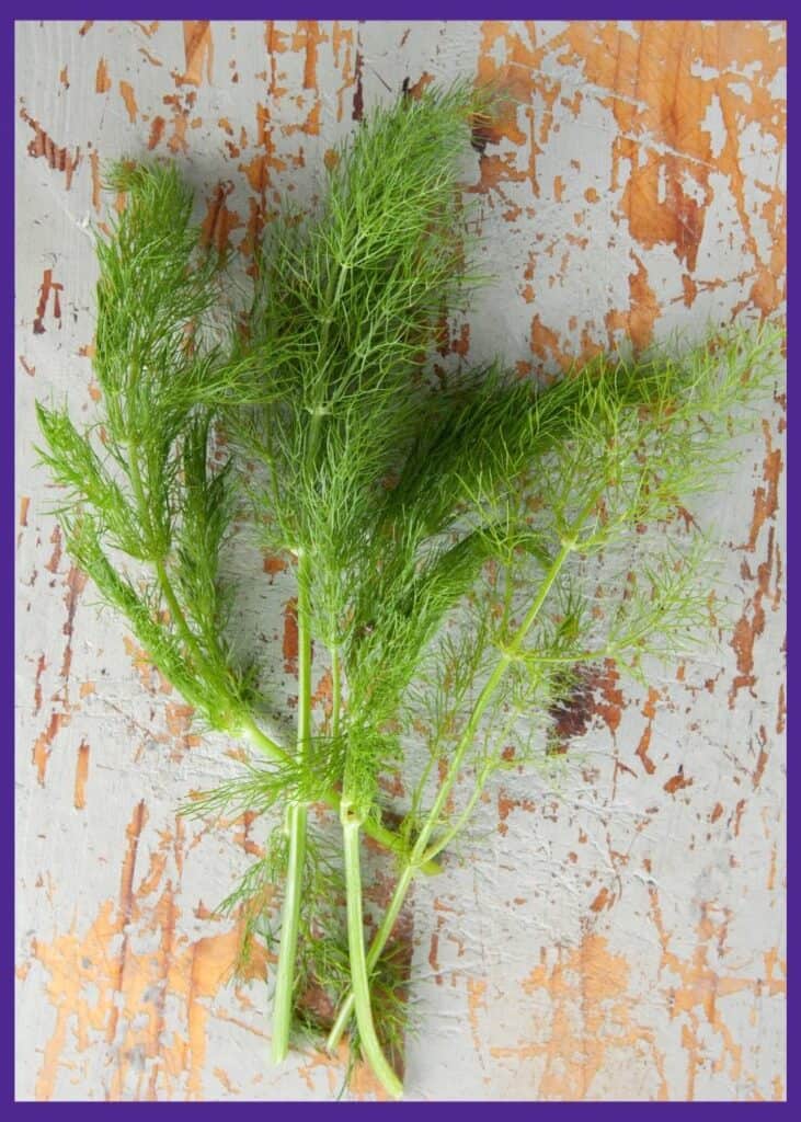 Three young fennel branches harvested and sitting on a weathered wood background.