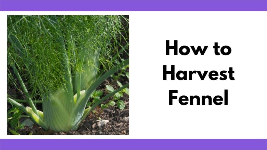 Text "how to harvest fennel" next to a close up image of a fennel plant with a forming bulb growing in a garden