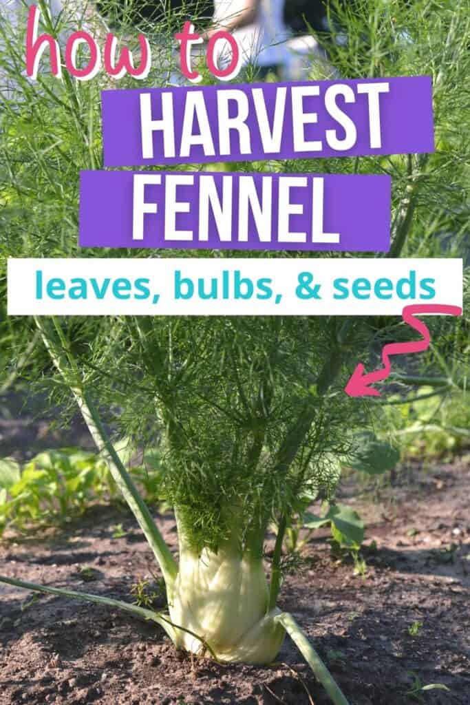 Text "how to harvest fennel leaves, bulbs, and seeds" overlay with a pink arrow pointing at a bulb fennel plant growing in a garden