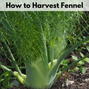 Text overlay "how to harvest fennel" over an image of a growing fennel plant in a garden