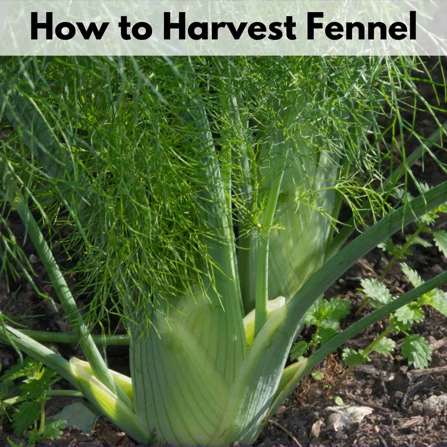 Harvesting Fennel How to Harvest Fennel Leaves, Bulbs, and Seeds