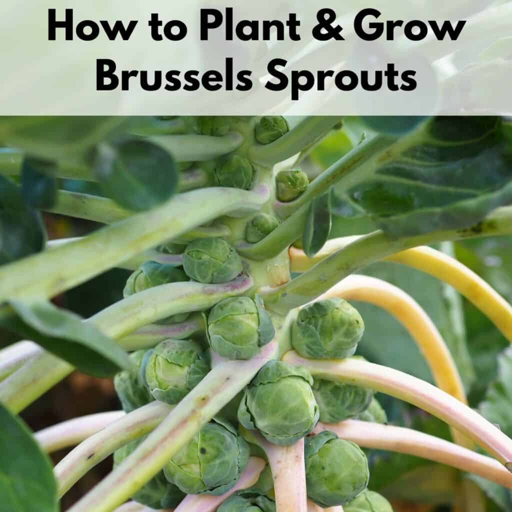 Bitter Lettuce What to Do About it & How to Prevent Bitter Lettuce