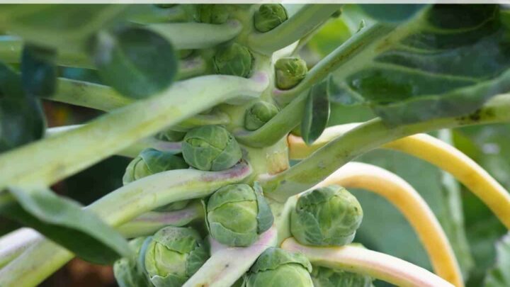 Text overlay "How to plant and grow Brussels sprouts" over a close up image of Brussels sprouts growing on a stalk