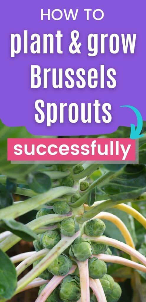 Text "how to plant and grow Brussels sprouts successfully" above a close up image of Brussels sprouts growing in a stalk