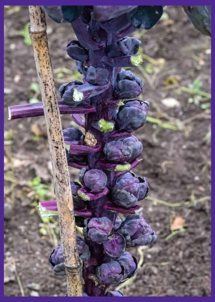 Purple Brussels sprout stalk with trimmed off leaves staked to a bamboo stake for support