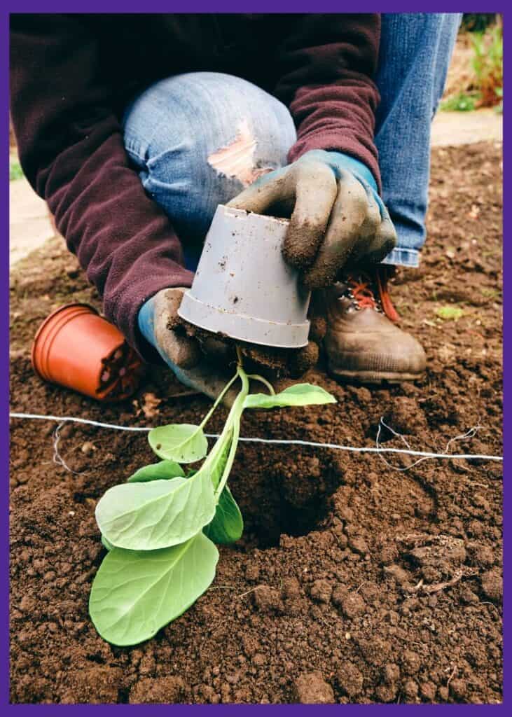 A person in bluejeans, a burgundy sweater, and work gloves holding a Brussels sprout seedling up side down to remove it from a pot for transplanting. 