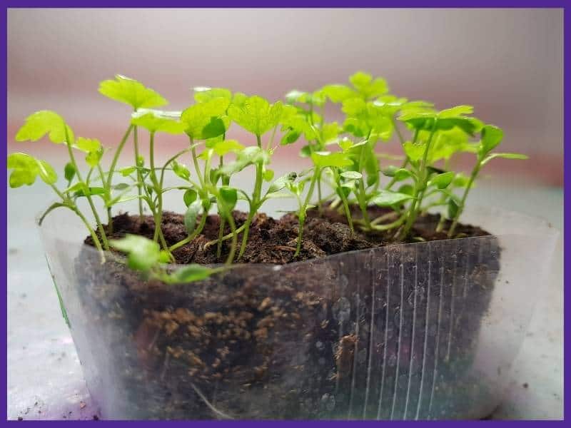 Young celery seedlings in Jiffy peat pellets. The pellets are in a clear plastic container that has been cut off to the same height as the growing medium.