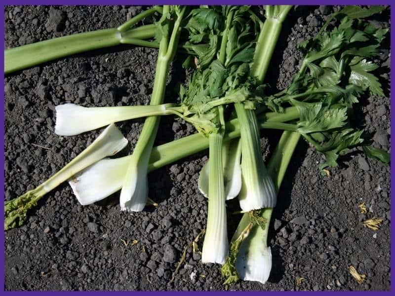 Nine freshly harvested celery stems lying on bare soil