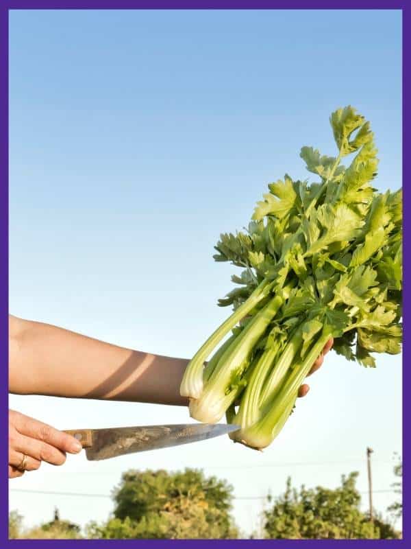 A person's hands holding two freshly cut celery plants and a sharp harvesting knife