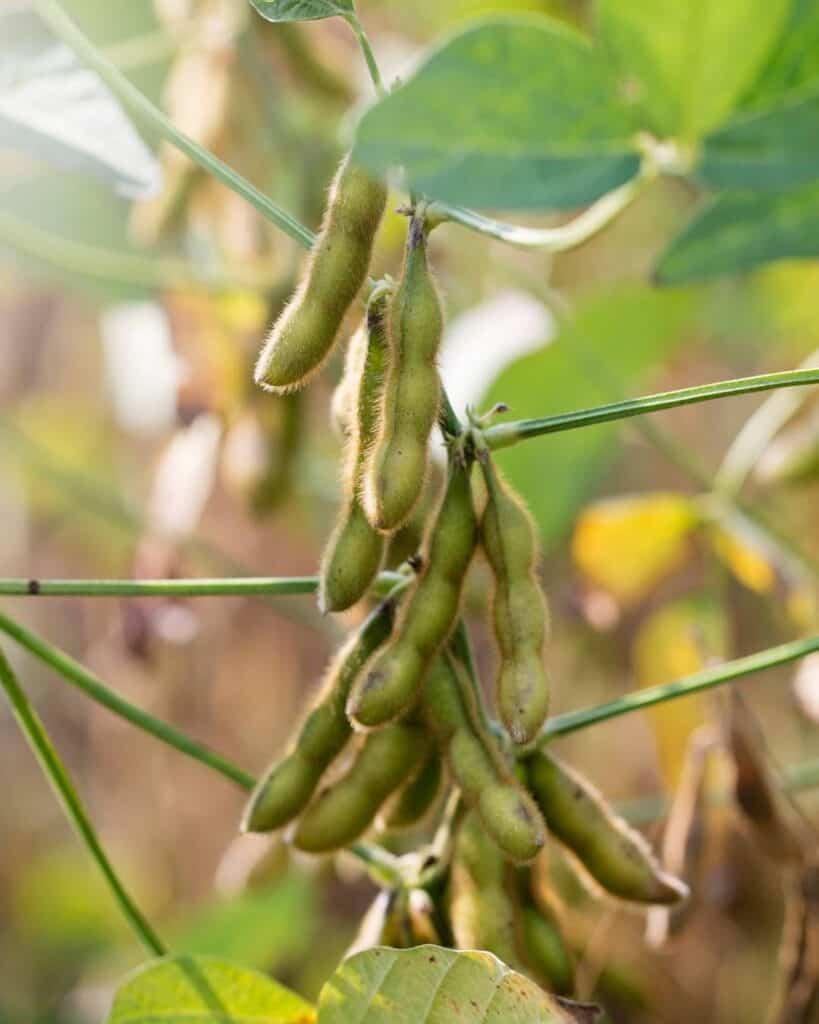 A backlit photo of ripe, fuzzy edamame ready for picking