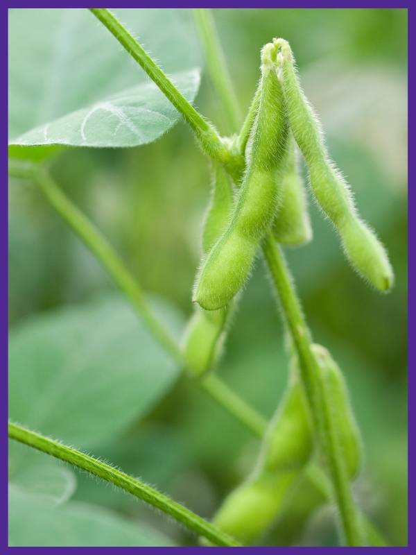 A cluster of fuzzy-podded edamame ready to pick