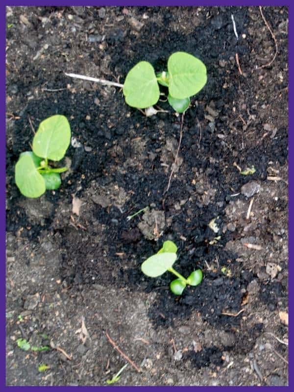 Young soybean seedlings in damp garden earth