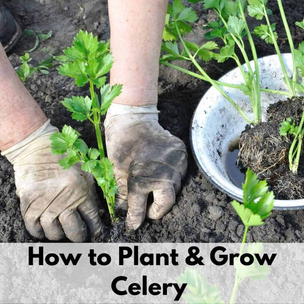 Growing Celery - How to Plant & Grow Celery from Seed - Together Time ...