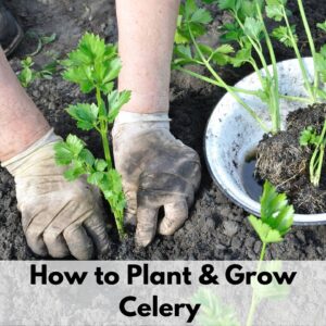 Text overlay "How to plant and grow celery" over to a photo of a person's gloved hands transplanting a young celery plant into a garden.