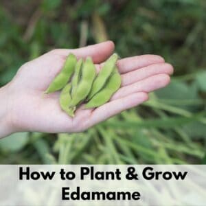 text overlay "how to plant and grow edamame" over a woman's hand holding freshly picked soybeans