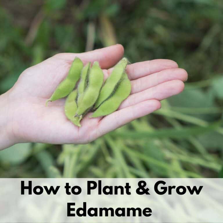 text overlay "how to plant and grow edamame" over a woman's hand holding freshly picked soybeans