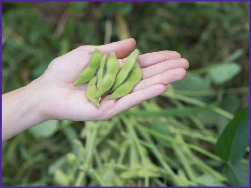 A woman's hand with freshly picked edamame