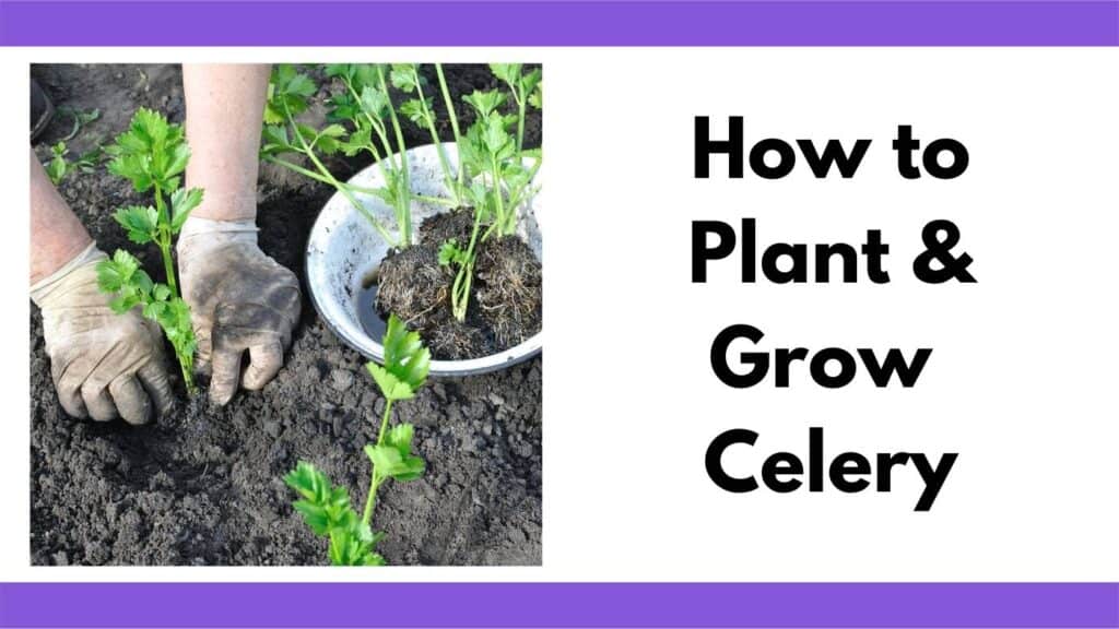 Text "How to plant and grow celery" next to a photo of a person's gloved hands transplanting a young celery plant into a garden.