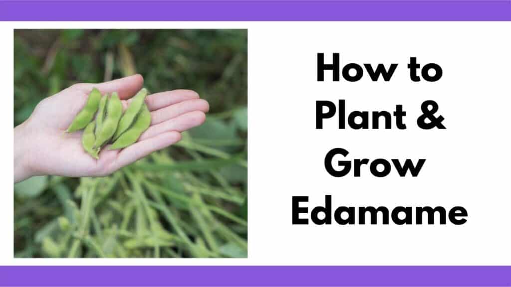 Text "how to plant and grow edamame" next to an image of a hand holding freshly picked soybeans