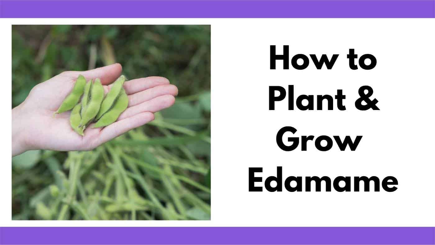 Growing Edamame How to Plant and Grow Edamame from Seed Together