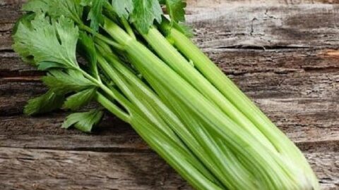 Image for Pascal Celery - Heirloom